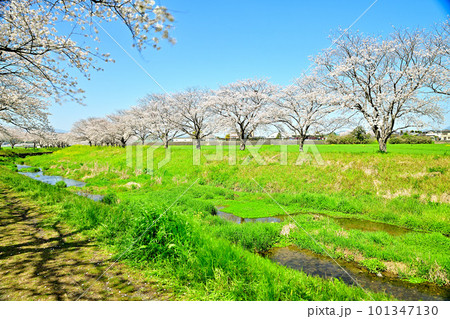 満開の桜並木　陽春の草場川 101347130