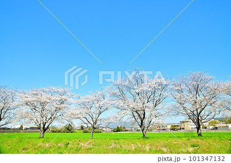 満開の桜並木　陽春の草場川 101347132
