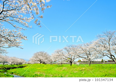 満開の桜並木 陽春の草場川 満開の桜並木 陽春の草場川 101347134