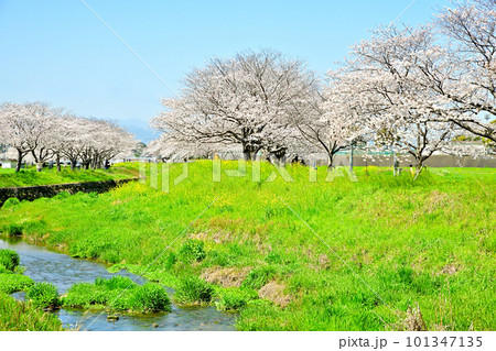 満開の桜並木 陽春の草場川 満開の桜並木 陽春の草場川 101347135