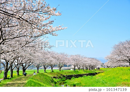 満開の桜並木 陽春の草場川 満開の桜並木 陽春の草場川 101347139