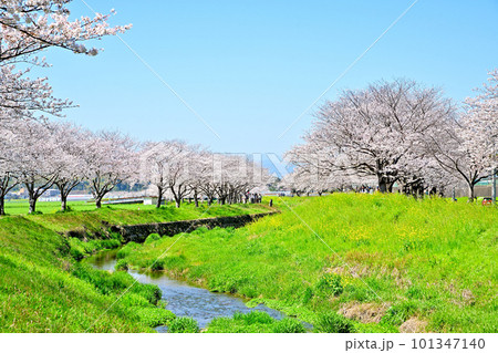 満開の桜並木　陽春の草場川 101347140