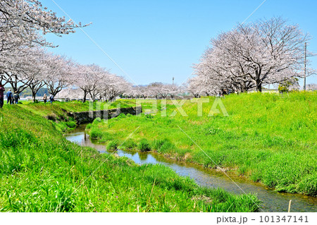 満開の桜並木　陽春の草場川 101347141
