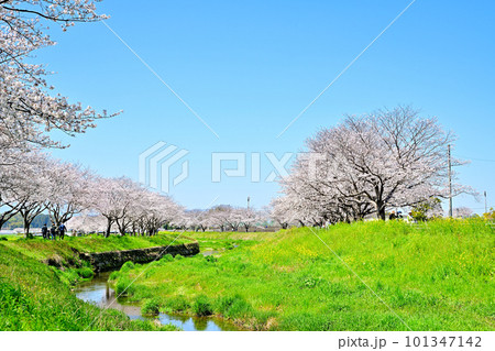 満開の桜並木 陽春の草場川 満開の桜並木 陽春の草場川 101347142
