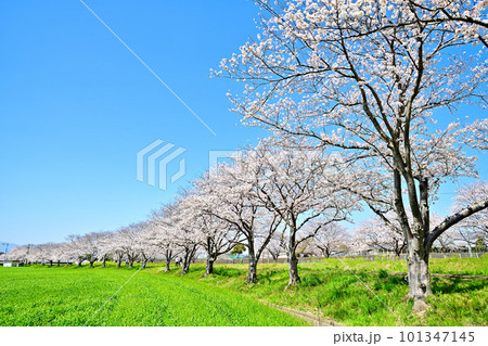 満開の桜並木 陽春の草場川 満開の桜並木 陽春の草場川 101347145