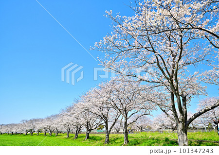 満開の桜並木　陽春の草場川 101347243