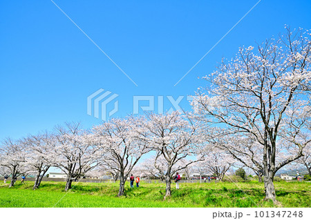 満開の桜並木　陽春の草場川 101347248