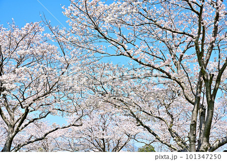満開の桜並木　陽春の草場川 101347250