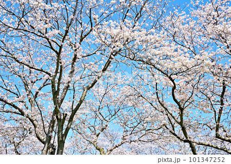満開の桜並木　陽春の草場川 101347252