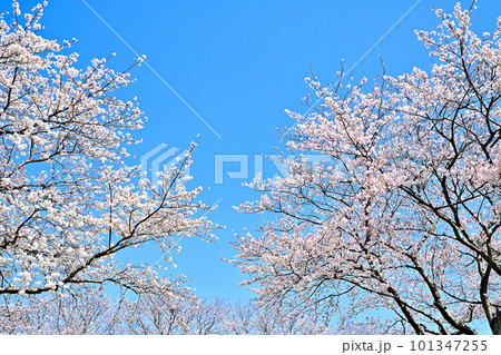 満開の桜並木　陽春の草場川 101347255