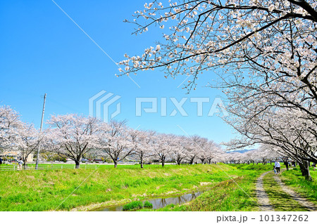 満開の桜並木　陽春の草場川 101347262