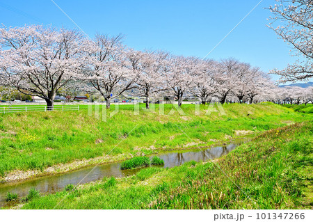 満開の桜並木 陽春の草場川 満開の桜並木 陽春の草場川 101347266