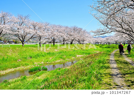 満開の桜並木　陽春の草場川 101347267