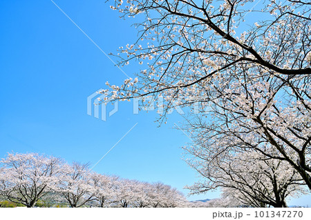 満開の桜並木　陽春の草場川 101347270