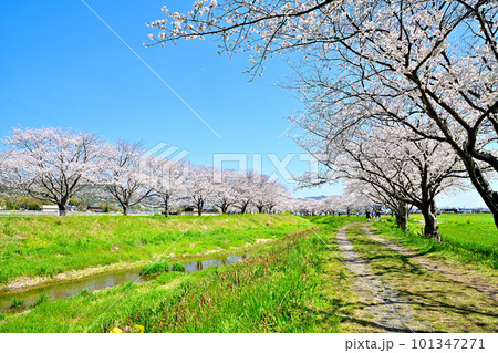 満開の桜並木　陽春の草場川 101347271