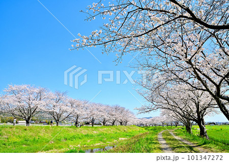満開の桜並木 陽春の草場川 満開の桜並木 陽春の草場川 101347272