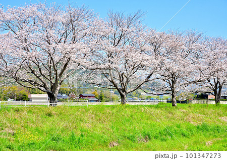 満開の桜並木　陽春の草場川 101347273