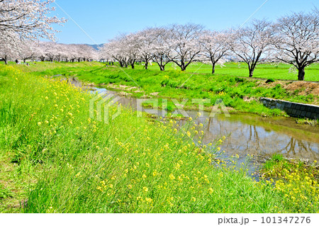 満開の桜並木　陽春の草場川 101347276