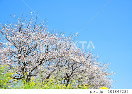 満開の桜並木　陽春の草場川 101347282