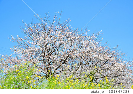 満開の桜並木　陽春の草場川 101347283