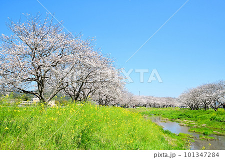 満開の桜並木　陽春の草場川 101347284