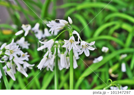 白い釣り鐘型のアリウムトリケトラムの花(春、四月) 白い釣り鐘型のアリウムトリケトラムの花(春、四月) 101347297