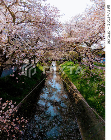 埼玉県深谷市唐沢川 花筏の美しい桜堤 埼玉県深谷市唐沢川 花筏の美しい桜堤 101347299