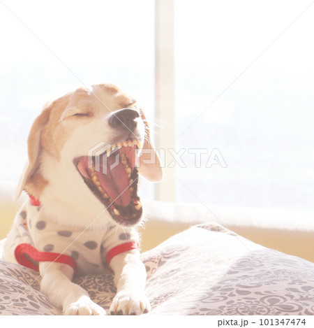 あくびをするビーグル犬 あくびをするビーグル犬 101347474