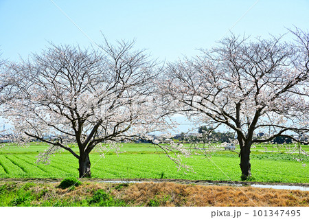 満開の桜並木　陽春の草場川 101347495