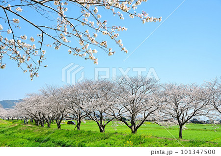 満開の桜並木　陽春の草場川 101347500