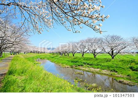 満開の桜並木　陽春の草場川 101347503