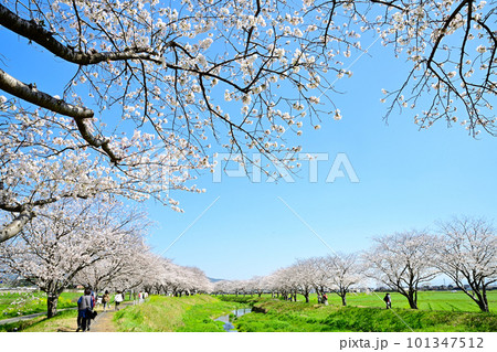 満開の桜並木　陽春の草場川 101347512