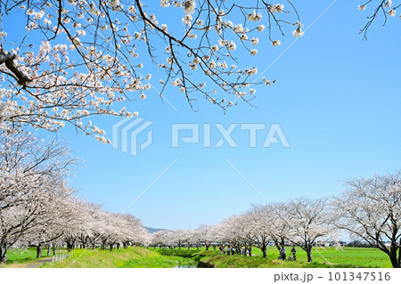 満開の桜並木　陽春の草場川 101347516