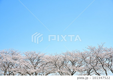 満開の桜並木　陽春の草場川 101347522