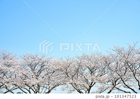 満開の桜並木 陽春の草場川 満開の桜並木 陽春の草場川 101347523