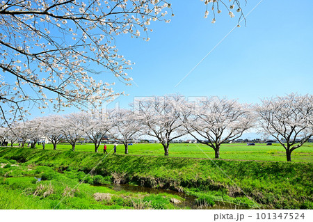 満開の桜並木　陽春の草場川 101347524