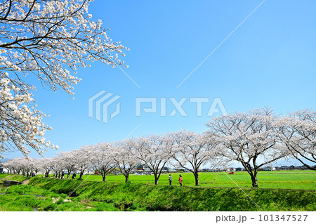 満開の桜並木　陽春の草場川 101347527