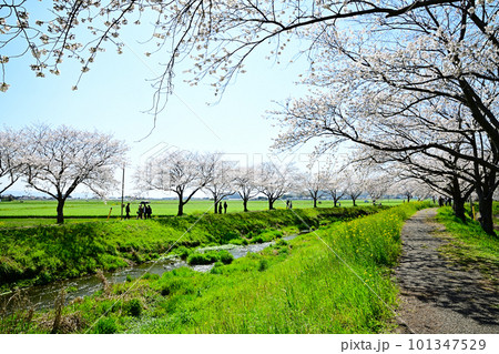 満開の桜並木 陽春の草場川 満開の桜並木 陽春の草場川 101347529