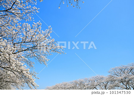 満開の桜並木 陽春の草場川 満開の桜並木 陽春の草場川 101347530