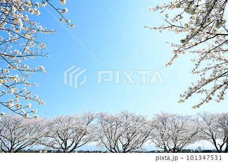 満開の桜並木 陽春の草場川 満開の桜並木 陽春の草場川 101347531