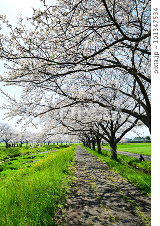 満開の桜並木 陽春の草場川 満開の桜並木 陽春の草場川 101347534