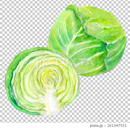 白菜水彩插圖 白菜水彩插圖 101347551
