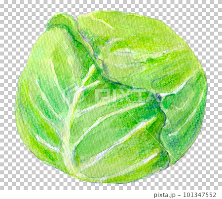 Cabbage watercolor illustration Cabbage watercolor illustration 101347552