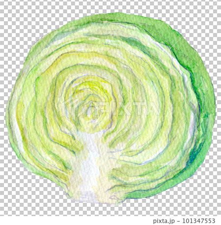 キャベツ　水彩イラスト 101347553