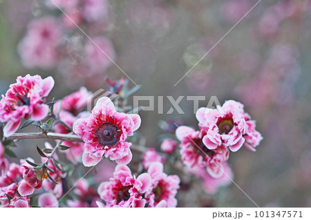 赤いギョリュウバイの花(春、四月) 赤いギョリュウバイの花(春、四月) 101347571