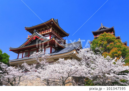 【京都府】晴天下の伏見桃山城と満開の桜(大天守と小天守) 【京都府】晴天下の伏見桃山城と満開の桜(大天守と小天守) 101347595