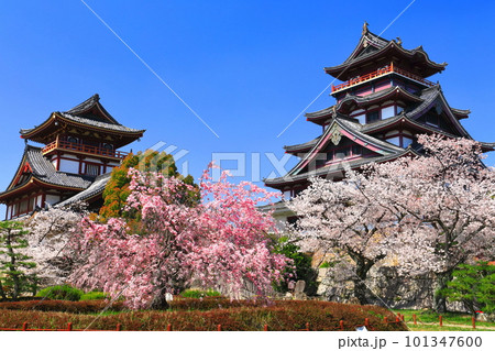 【京都府】晴天下の伏見桃山城と満開の桜(大天守と小天守) 【京都府】晴天下の伏見桃山城と満開の桜(大天守と小天守) 101347600