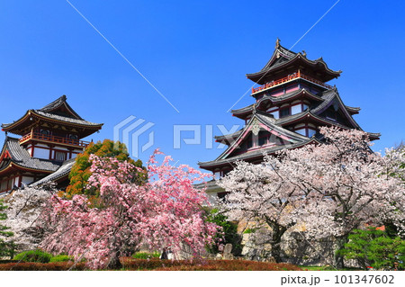 【京都府】晴天下の伏見桃山城と満開の桜（大天守と小天守） 101347602