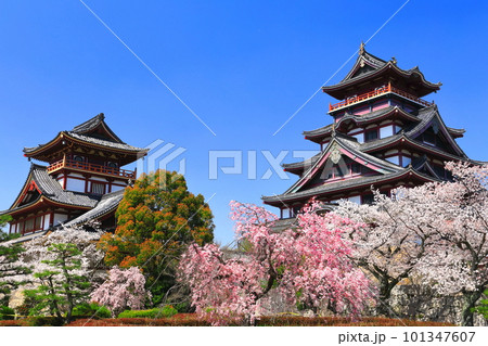 【京都府】晴天下の伏見桃山城と満開の桜（大天守と小天守） 101347607