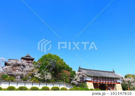 【京都府】晴天下の伏見桃山城と満開の桜 101347610